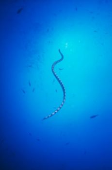 This image was taken with a Nikonos V and one Sea & Sea Y... by Ethan Daniels 